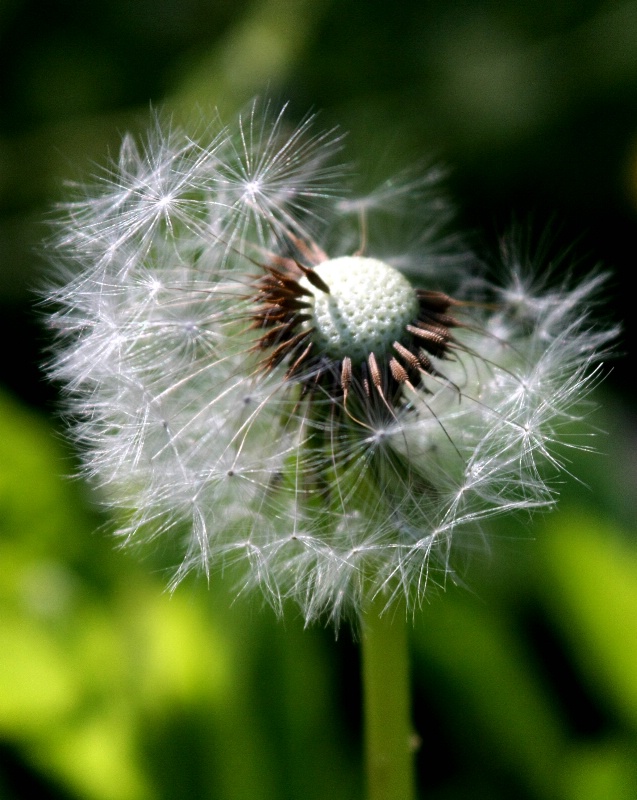 Dandelion