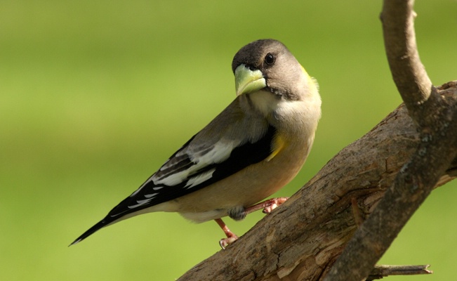 Evening Grosbeak - female