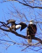 Where Eagles Fly....