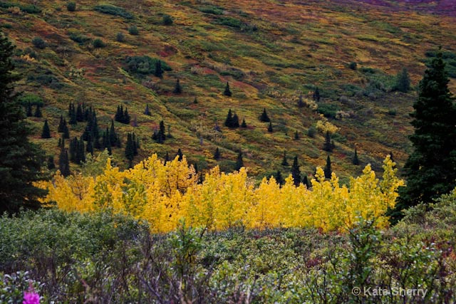 color in Alaska - ID: 8339143 © Katherine Sherry