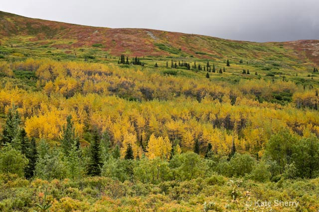 tundra colors on the hill - ID: 8339147 © Katherine Sherry