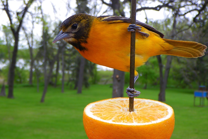 Orange You Glad to See Me?