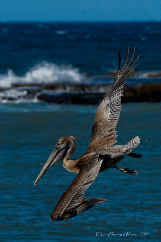 Red Pelican on Flight