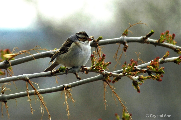 WHITE-CROWNED SPARROW 0594