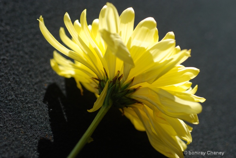 My flower collection - ID: 8342153 © BoniRay Chaney