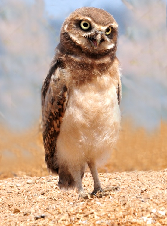 Inquisitive Burrowing Owl