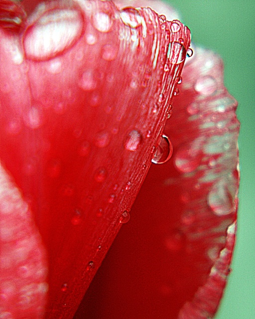 Rains Drops On My Petals