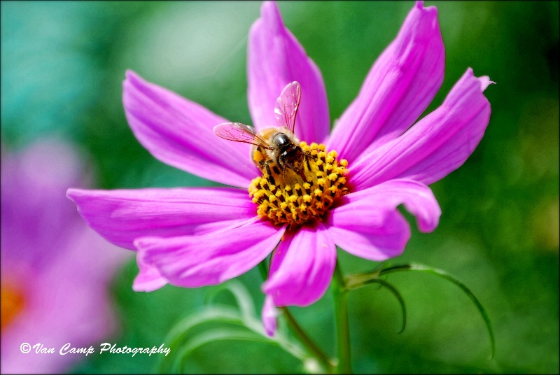 ~Bokeh Bee~