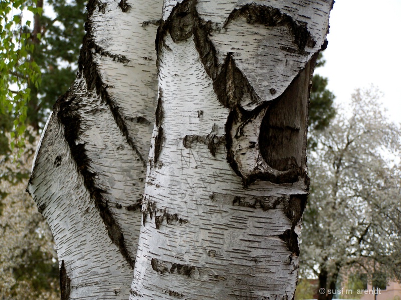 Birch Bark