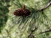 Ponderosa Detail
