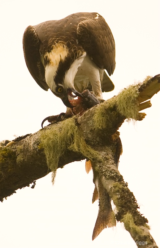 Osprey and Trout