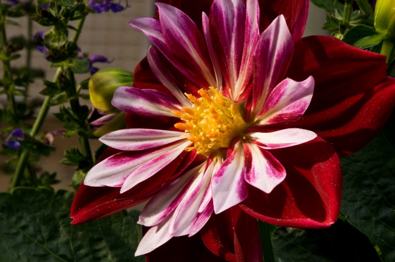 Dahlia 4