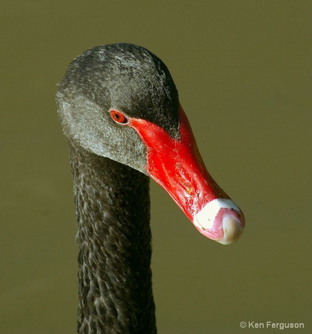 Black Swan with attitude