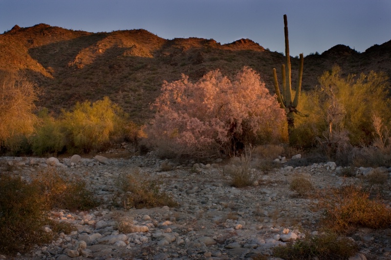 Southwest Riverbed Sunrise - ID: 8356096 © Patricia A. Casey