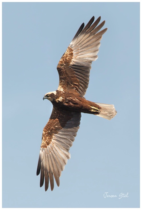 Marsh Harrier-Circus Aeruginosus