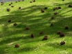 Pine Cones