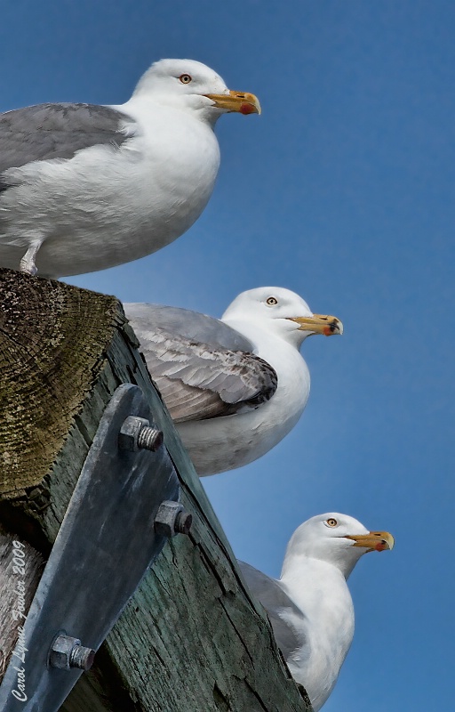 The Watchers