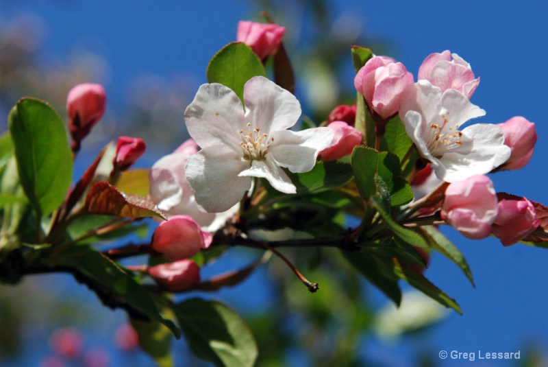 dsc 0040 - ID: 8361910 © Greg Lessard