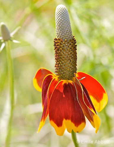 Mexican Hat (Cone Flower) - ID: 8363140 © Emile Abbott