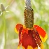 © Emile Abbott PhotoID # 8363140: Mexican Hat (Cone Flower)