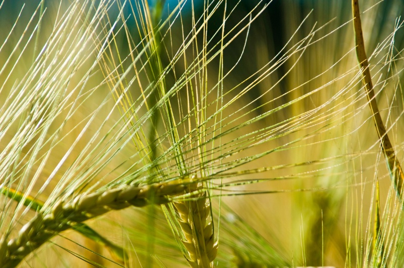 Barley - Assisi, N. Umbria, Italy - ID: 8363784 © Larry J. Citra