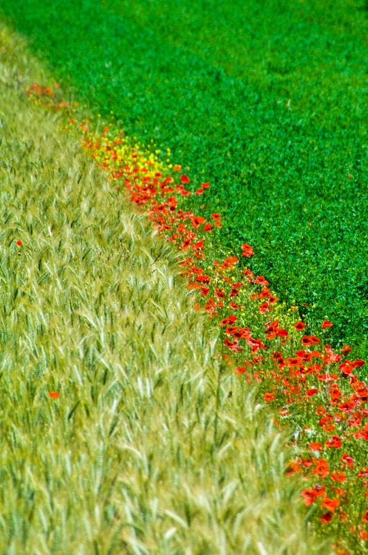 Poppies in Barley Field - Assisi, N. Umbria, Italy - ID: 8363786 © Larry J. Citra