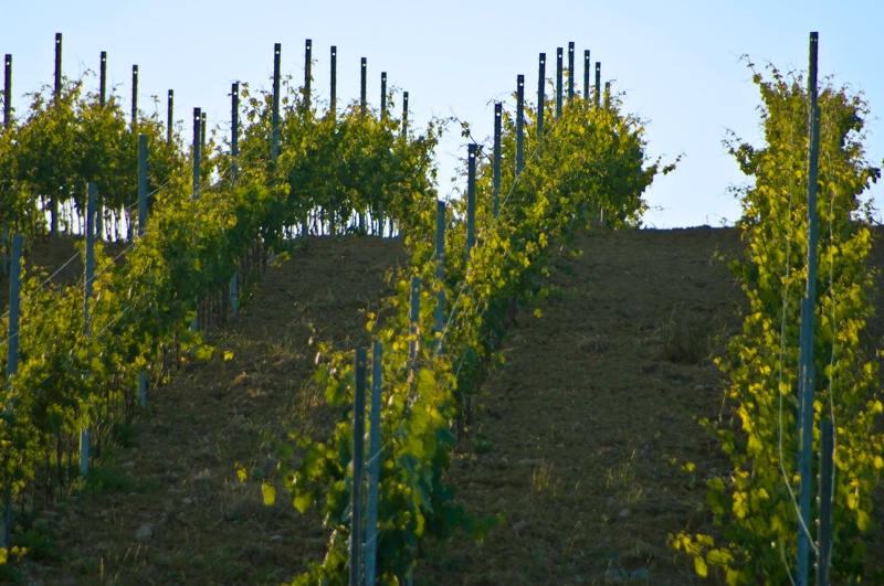 Vineyard Rows - Assisi, N. Umbria, Italy - ID: 8363790 © Larry J. Citra