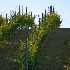 2Vineyard Rows - Assisi, N. Umbria, Italy - ID: 8363790 © Larry J. Citra