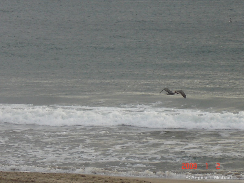 A Pelican glides over the waves right off the shor
