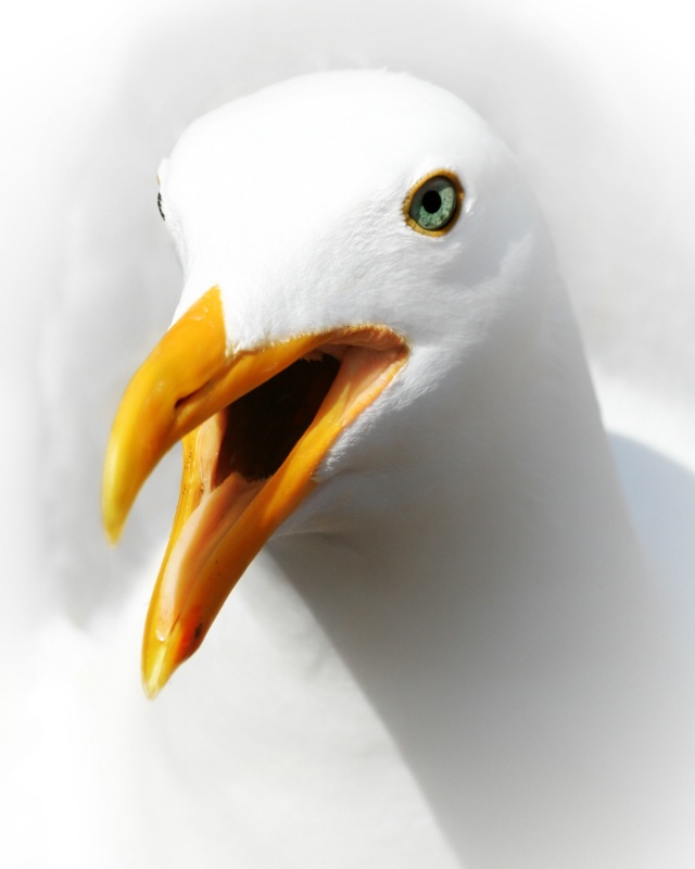Seagull Portrait - ID: 8364980 © Claudia/Theo Bodmer