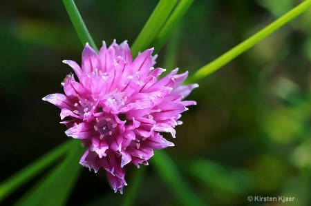 Chives