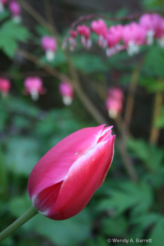 Tulip with hearts