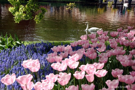 Swan at Keukenhof Gardens