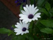 Daisy Duo