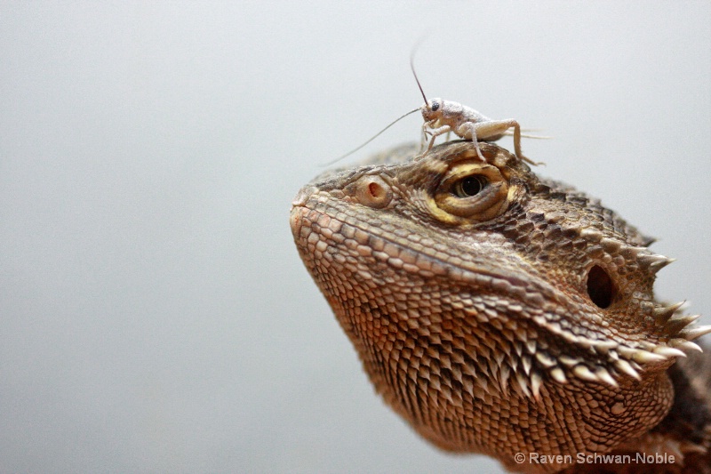 Bearded Dragon with Dinner - ID: 8367717 © Raven Schwan-Noble