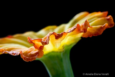 daffodil, yellow, flower, macro