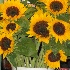 © Cynthia S. Lumberg PhotoID# 8367803: Sunflowers