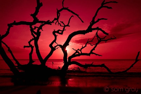 Red Sky on Driftwood Beach