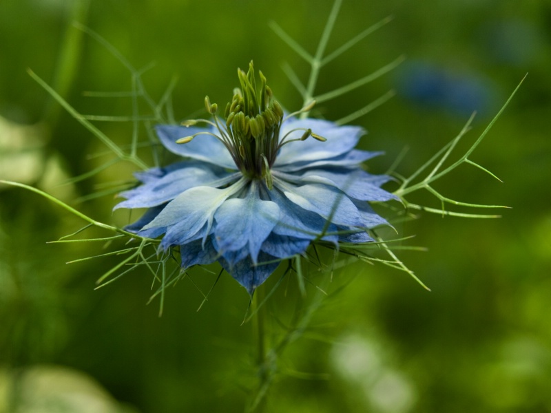 Love in a Mist: Blue