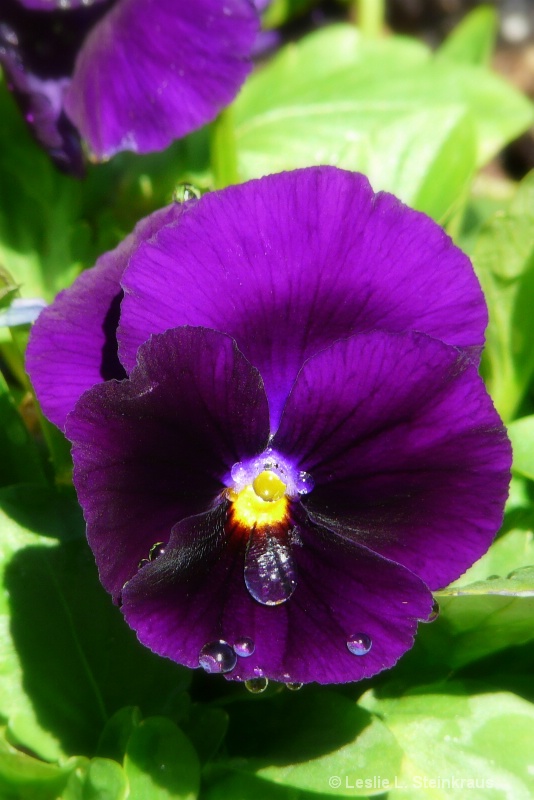 One Mini `Pansy`