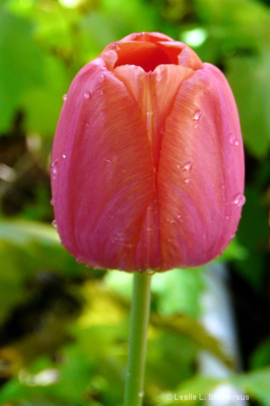 Singular~Tulip