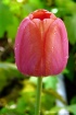 Singular~Tulip