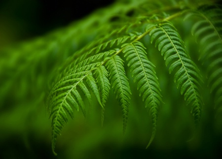 Tropical Fern