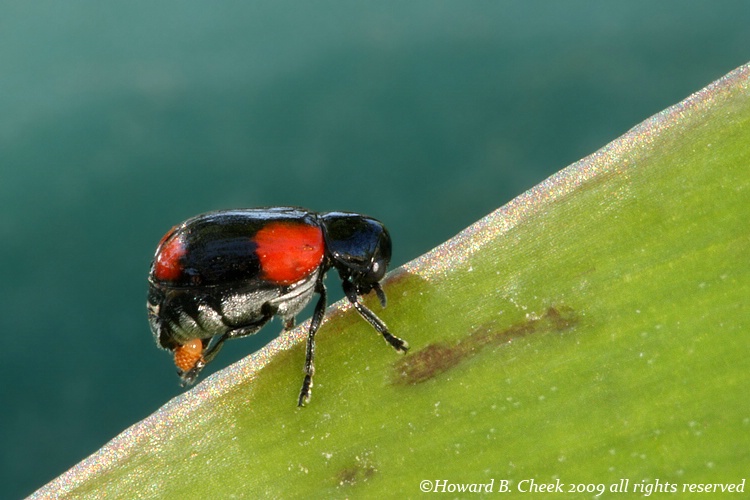Four-spotted Babia Leaf Beetle