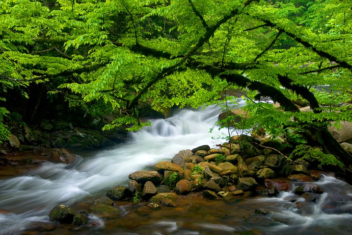 Middle Prong Little River in Smoky Mountains - ID: 8372278 © Donald R. Curry