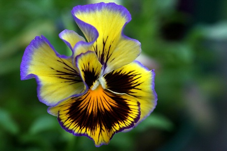 pansy colors