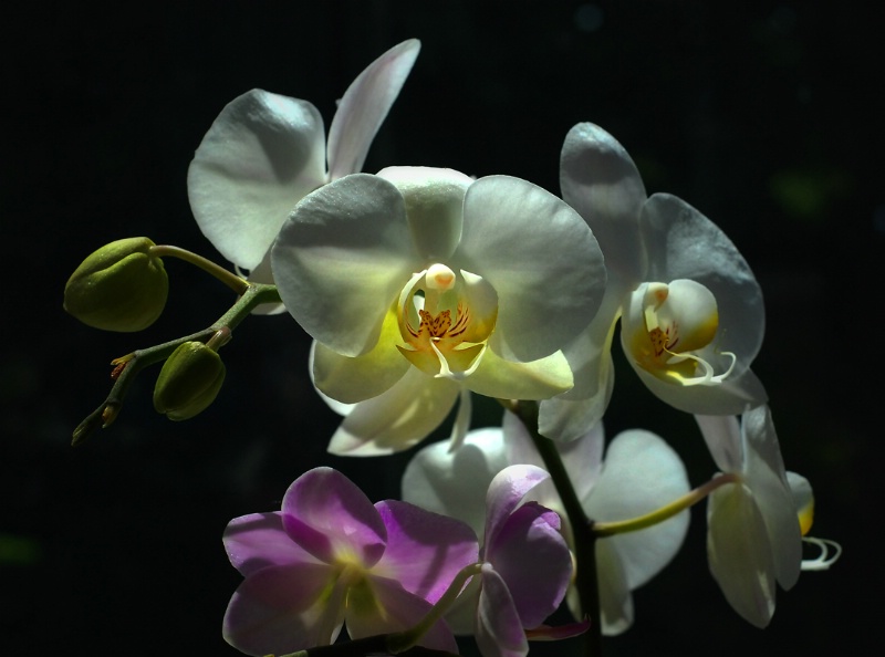My Favorite Orchids