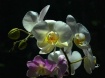 My Favorite Orchi...