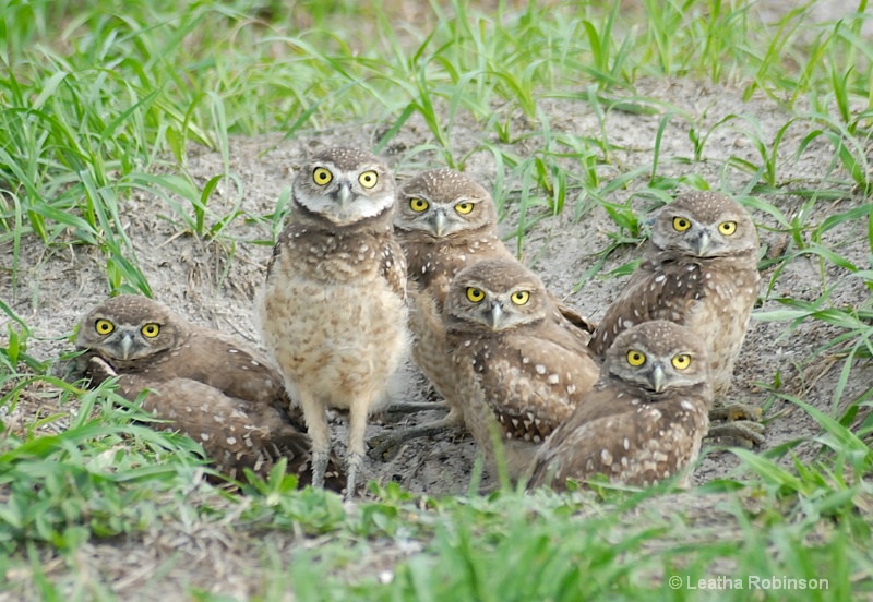 Baby Burrowing Owl Family