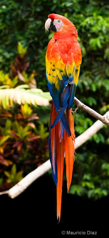 Guacamaya - ID: 8376319 © Mauricio Diaz